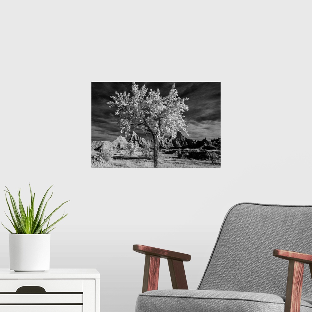 A modern room featuring Infrared image of a tree standing tall in the South Dakota badlands.