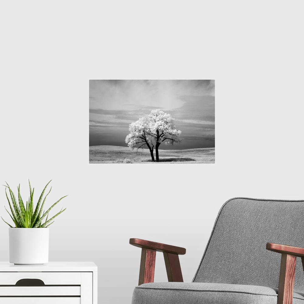 A modern room featuring Infrared photography image of a tree in a field in Badlands National Park in South Dakota.