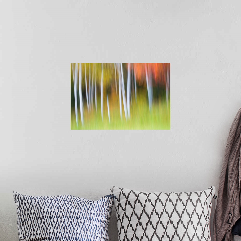 A bohemian room featuring Abstract blurred image of white birch trees with fall colors.
