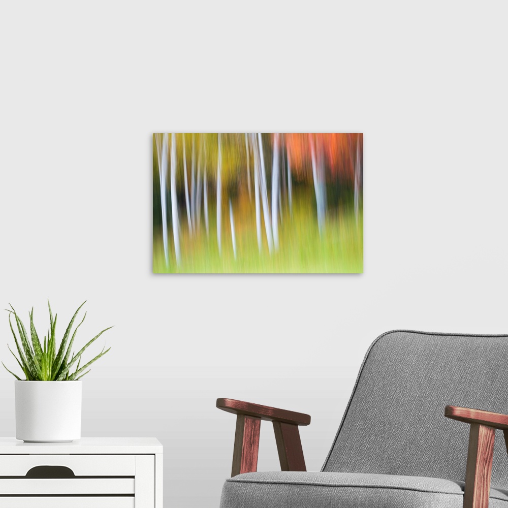 A modern room featuring Abstract blurred image of white birch trees with fall colors.