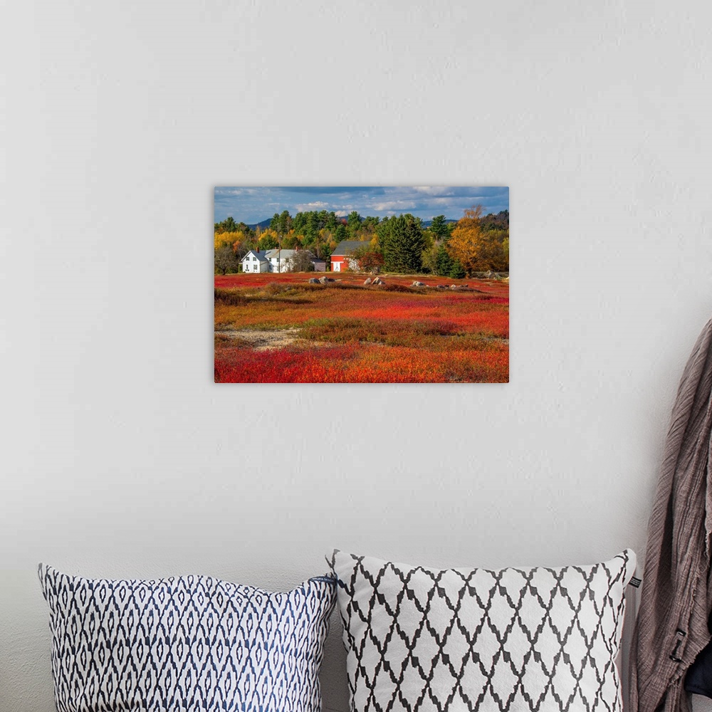 A bohemian room featuring Red blueberry fields ready for harvest in Bar Harbor, Maine, in the fall.