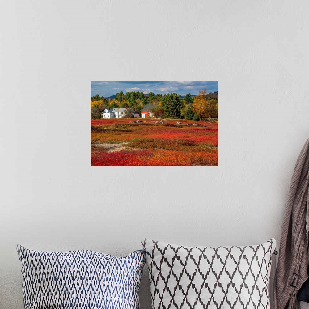 A bohemian room featuring Red blueberry fields ready for harvest in Bar Harbor, Maine, in the fall.