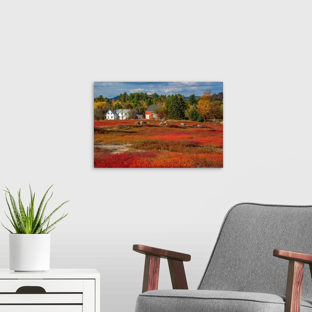 A modern room featuring Red blueberry fields ready for harvest in Bar Harbor, Maine, in the fall.