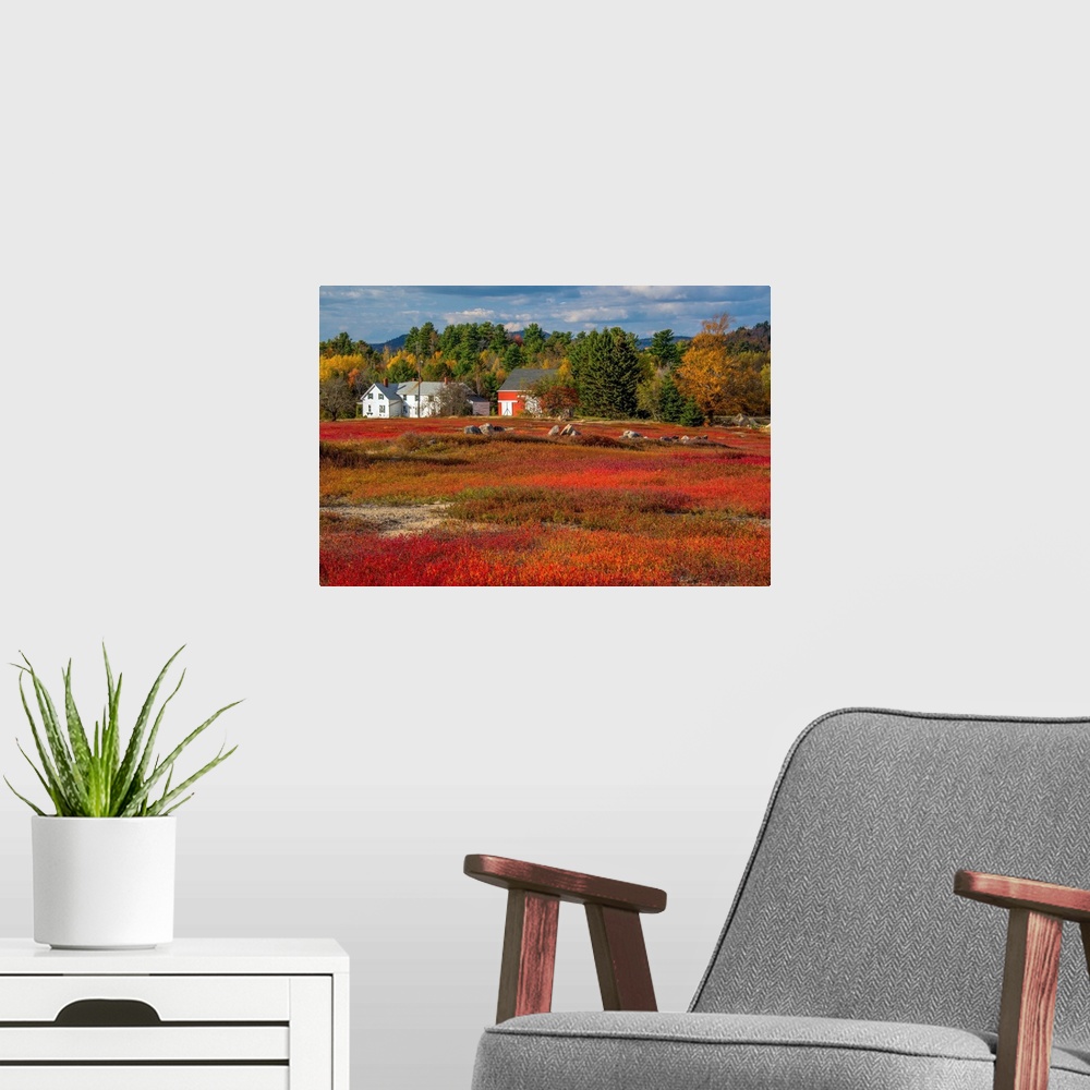 A modern room featuring Red blueberry fields ready for harvest in Bar Harbor, Maine, in the fall.