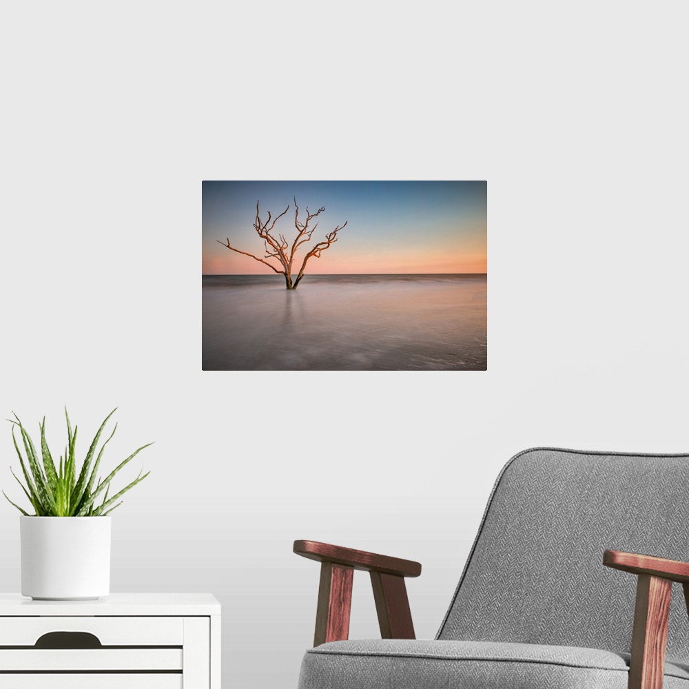 A modern room featuring A barren tree in the ocean on the coast of Charleston, South Carolina.