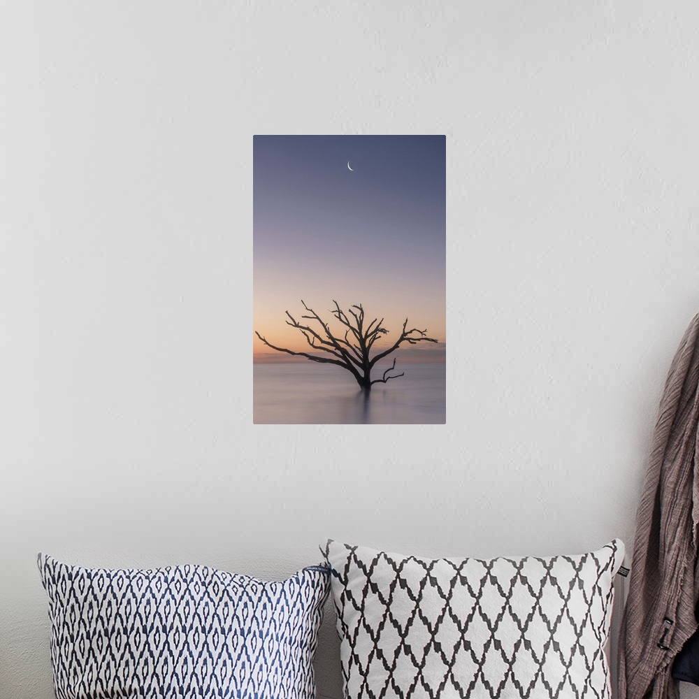 A bohemian room featuring A tree growing in the water off the coast of Botany Bay, South Carolina, under the moon in the ea...
