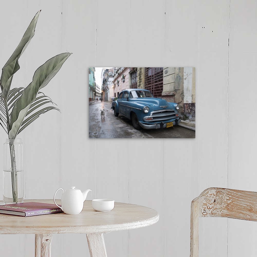 A farmhouse room featuring A white dog standing next to an old blue Chevy car in the streets of Havana, Cuba.