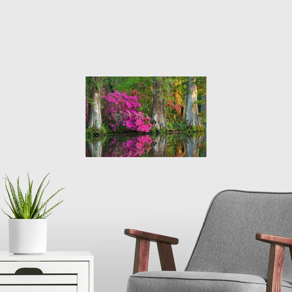 A modern room featuring Bright fuchsia azaleas among cypress trees in a swamp in South Carolina.