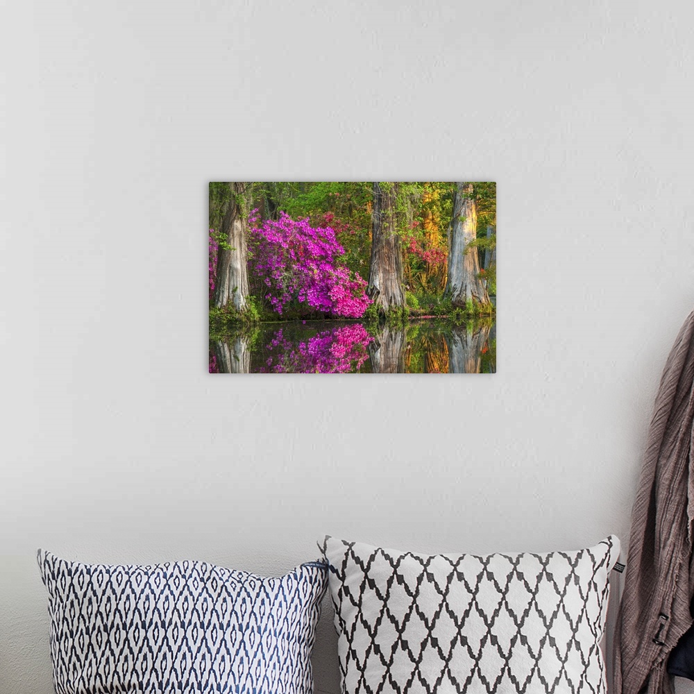 A bohemian room featuring Tree blooming with bright pink blossoms among cypress trees in wetlands.