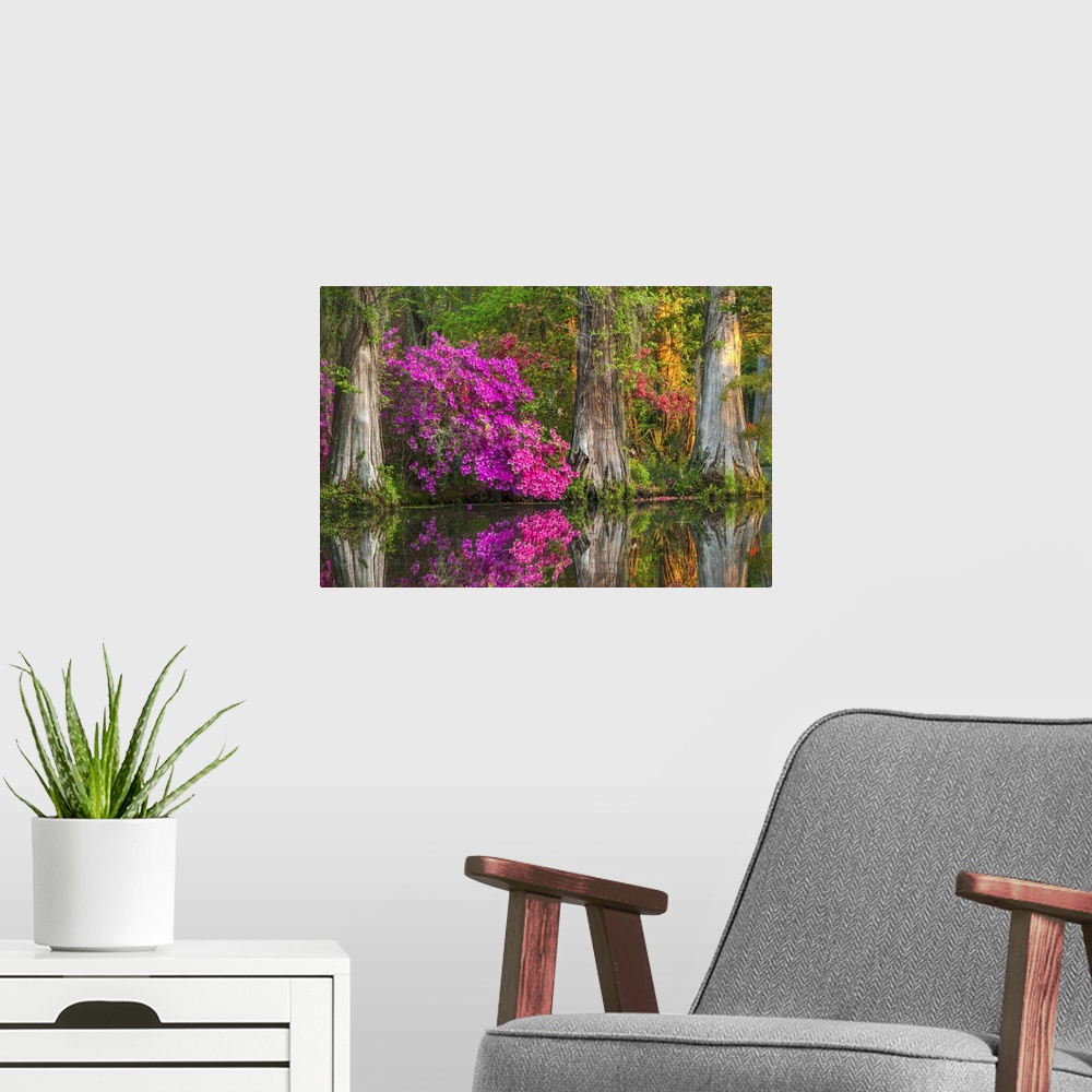 A modern room featuring Tree blooming with bright pink blossoms among cypress trees in wetlands.