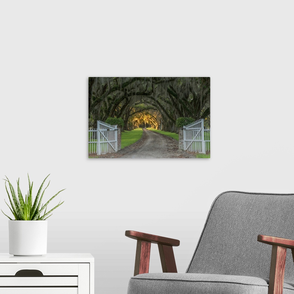 A modern room featuring Road past an open gate through mossy trees with light in the distance in Charleston, South Carolina.
