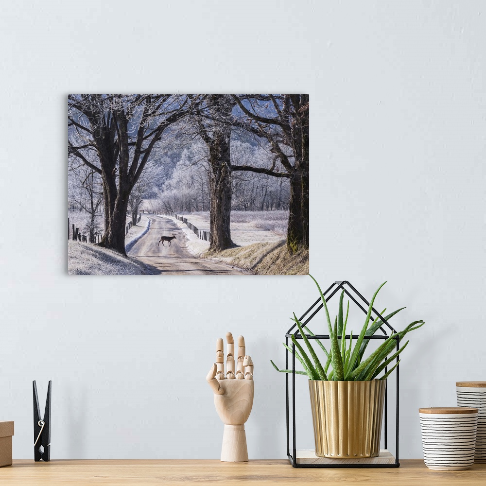 A bohemian room featuring A small deer in the road on a winter day with light snowcover.