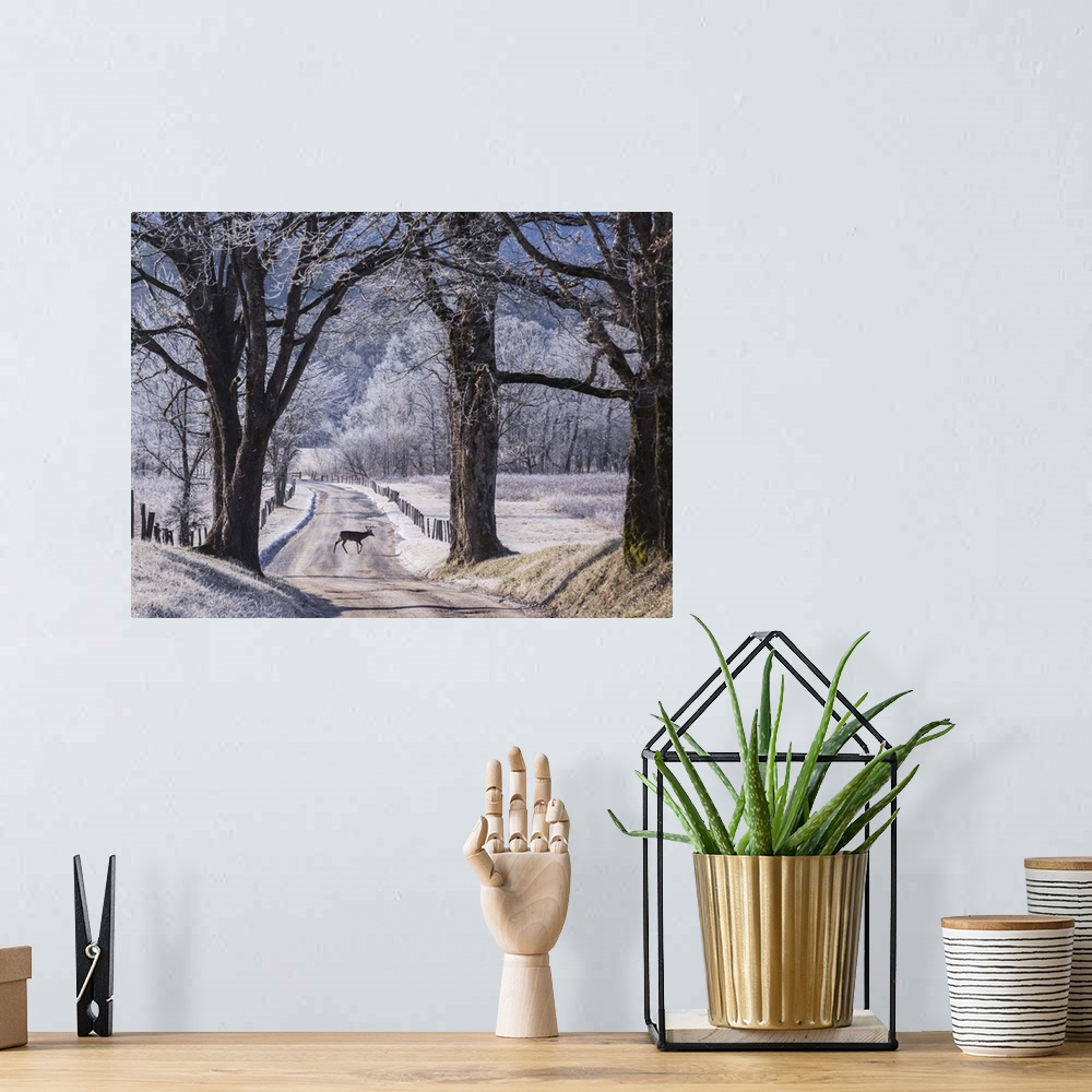 A bohemian room featuring A small deer in the road on a winter day with light snowcover.