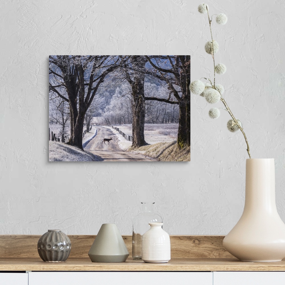 A farmhouse room featuring A small deer in the road on a winter day with light snowcover.