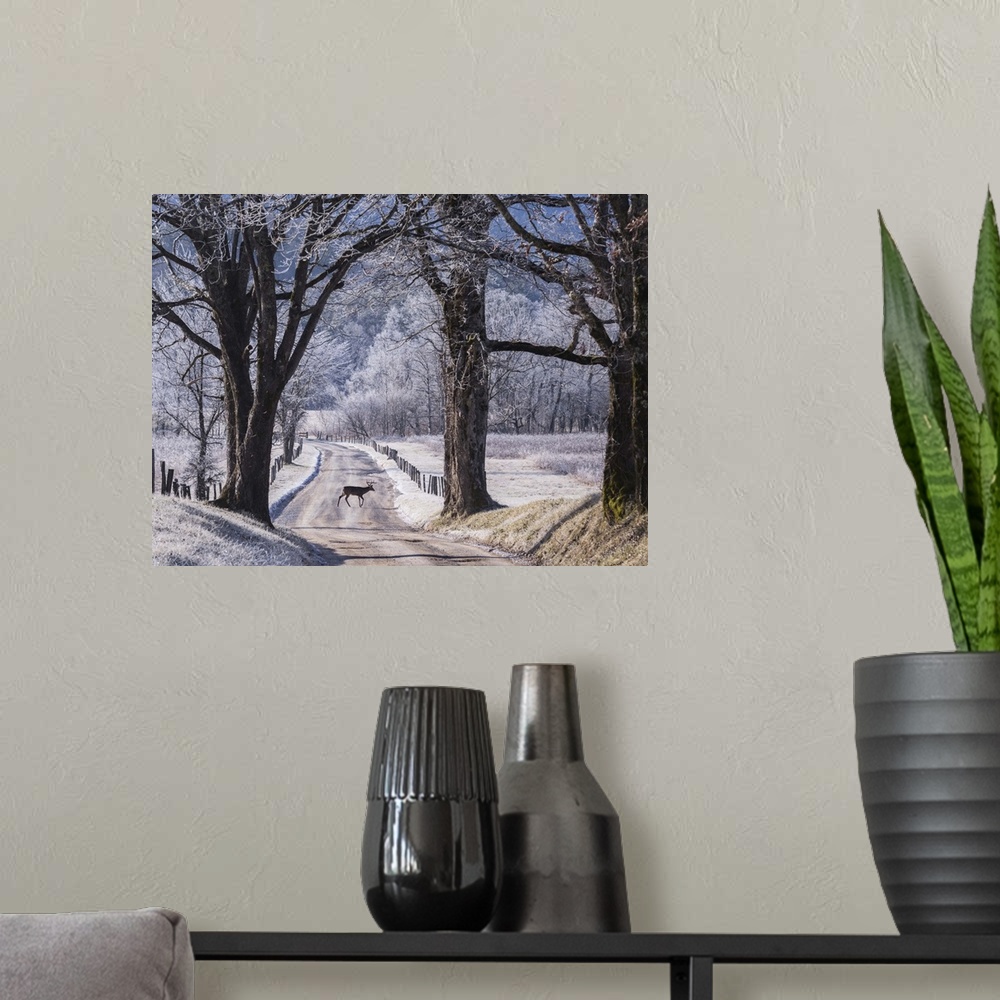 A modern room featuring A small deer in the road on a winter day with light snowcover.