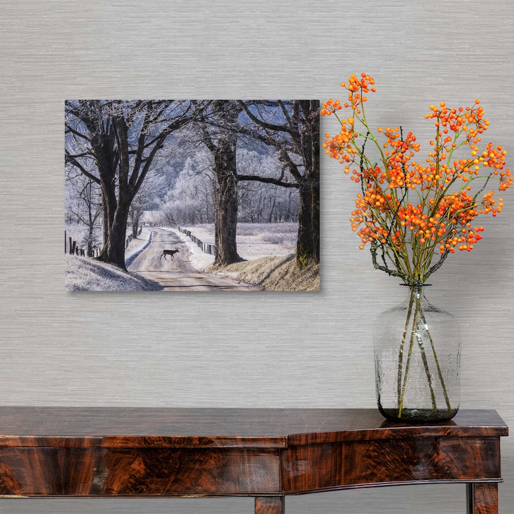 A traditional room featuring A small deer in the road on a winter day with light snowcover.