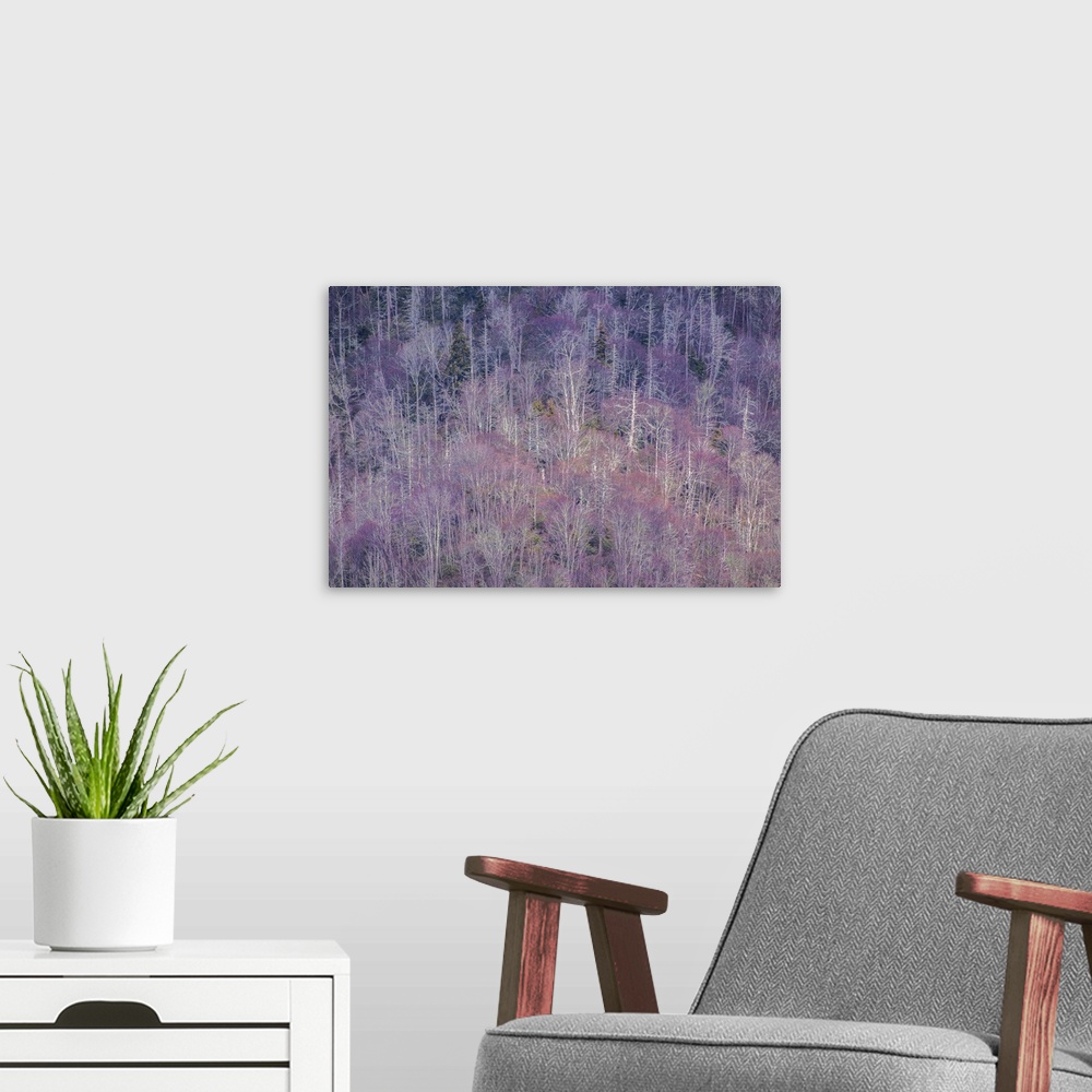 A modern room featuring Purple forest in the spring in the Blue Ridge Mountains on the Tennessee side.