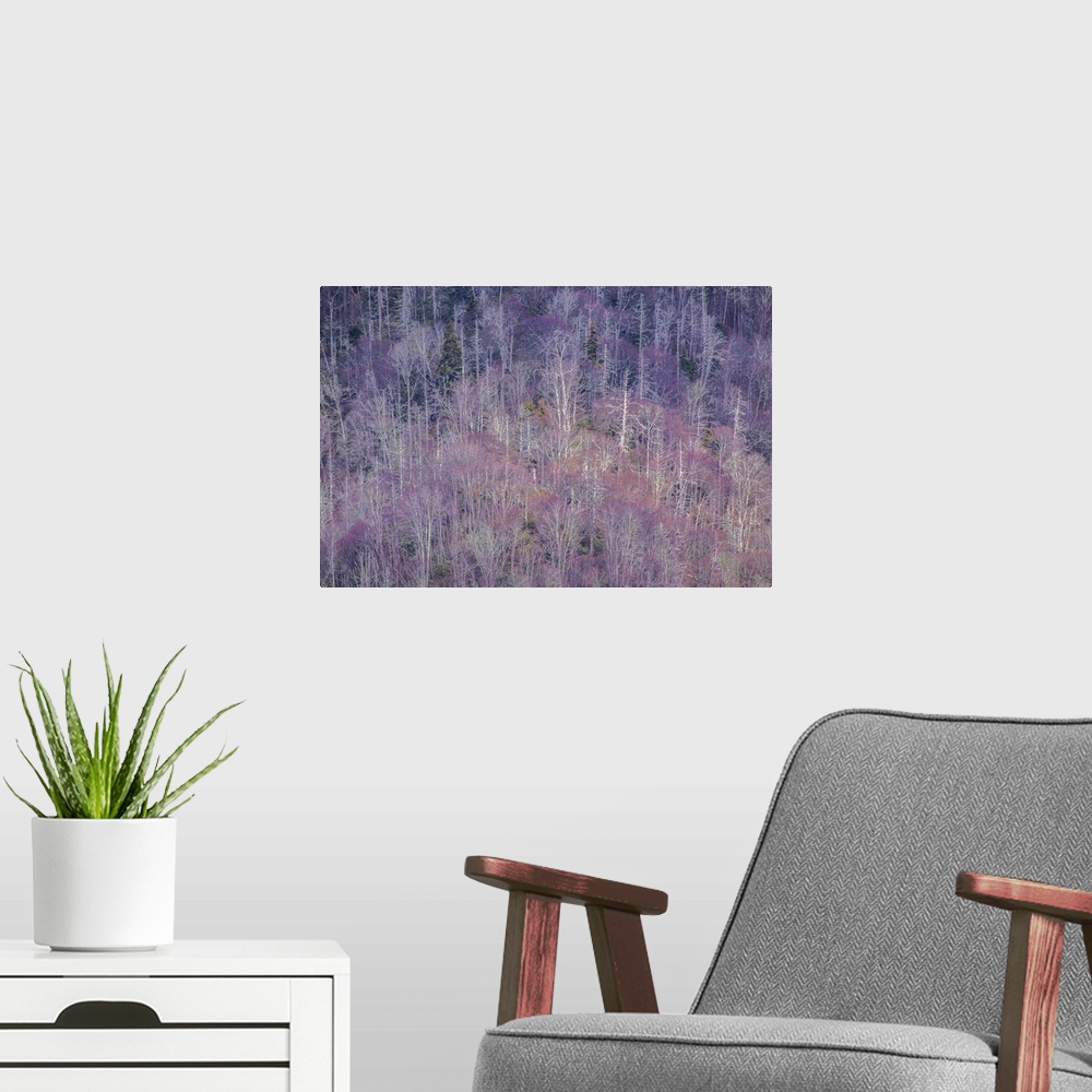 A modern room featuring Purple forest in the spring in the Blue Ridge Mountains on the Tennessee side.