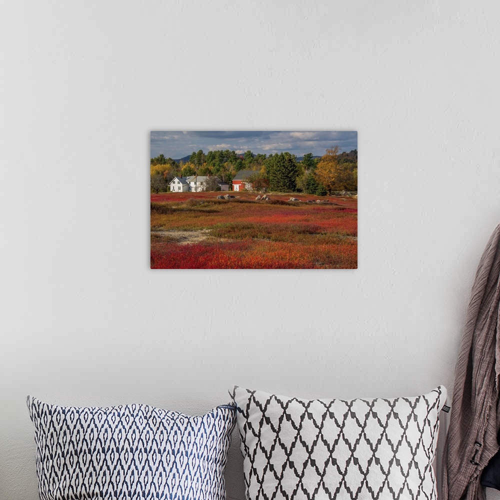 A bohemian room featuring Houses at the edge of a blueberry field in the fall, Acadia National Park, Maine,