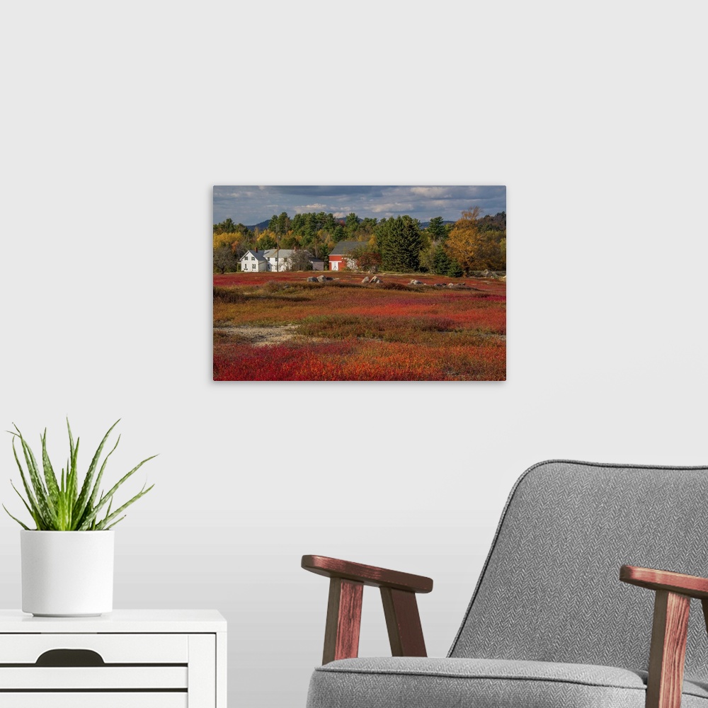 A modern room featuring Houses at the edge of a blueberry field in the fall, Acadia National Park, Maine,