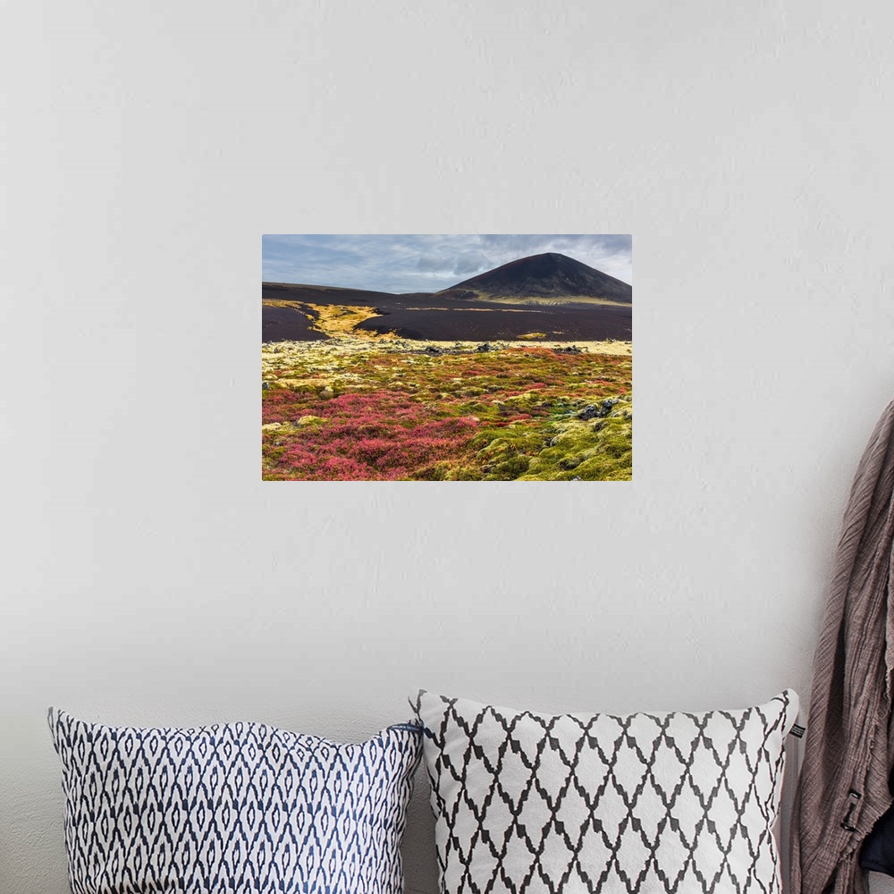 A bohemian room featuring Colorful grasses growing in the dark landscape of Snaeflesnes, Iceland.