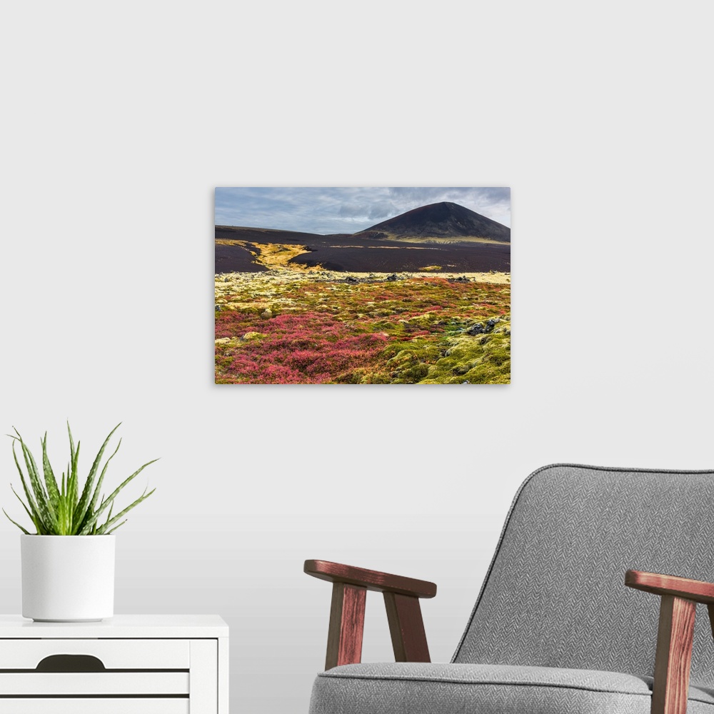 A modern room featuring Colorful grasses growing in the dark landscape of Snaeflesnes, Iceland.