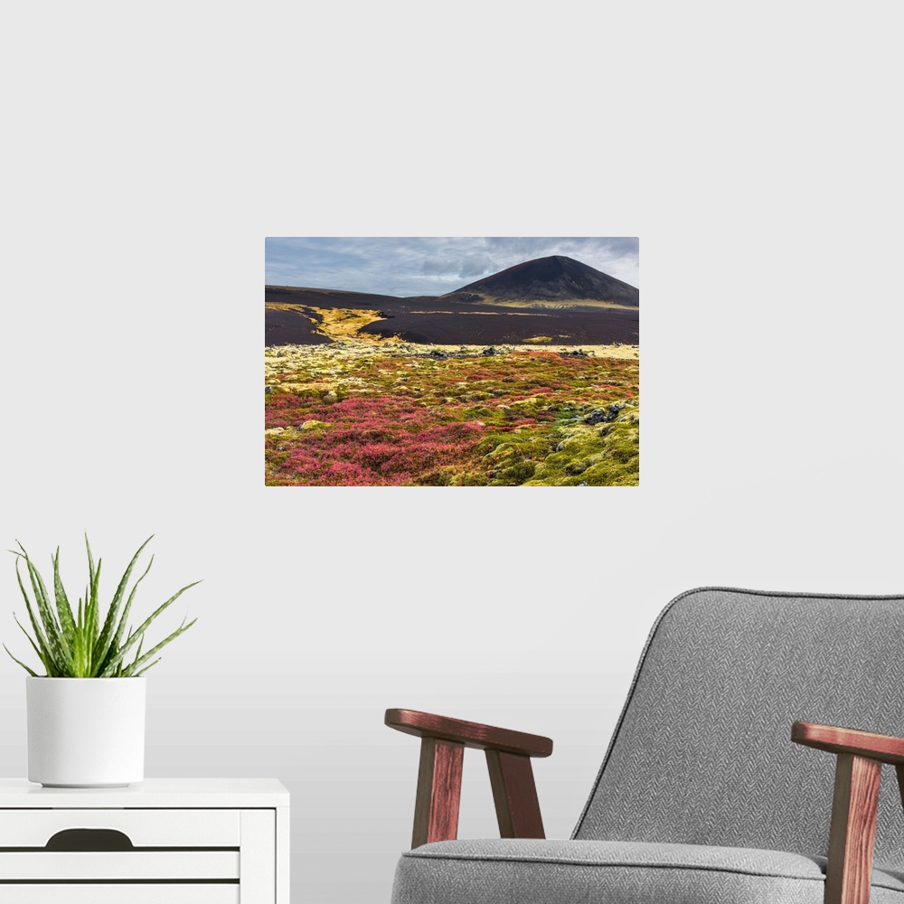 A modern room featuring Colorful grasses growing in the dark landscape of Snaeflesnes, Iceland.