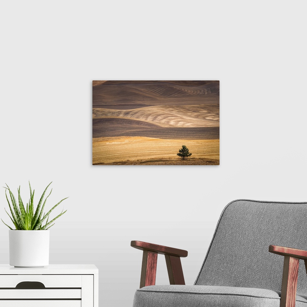 A modern room featuring A lone tree at the base of the rolling hills of the Palouse in the fall.