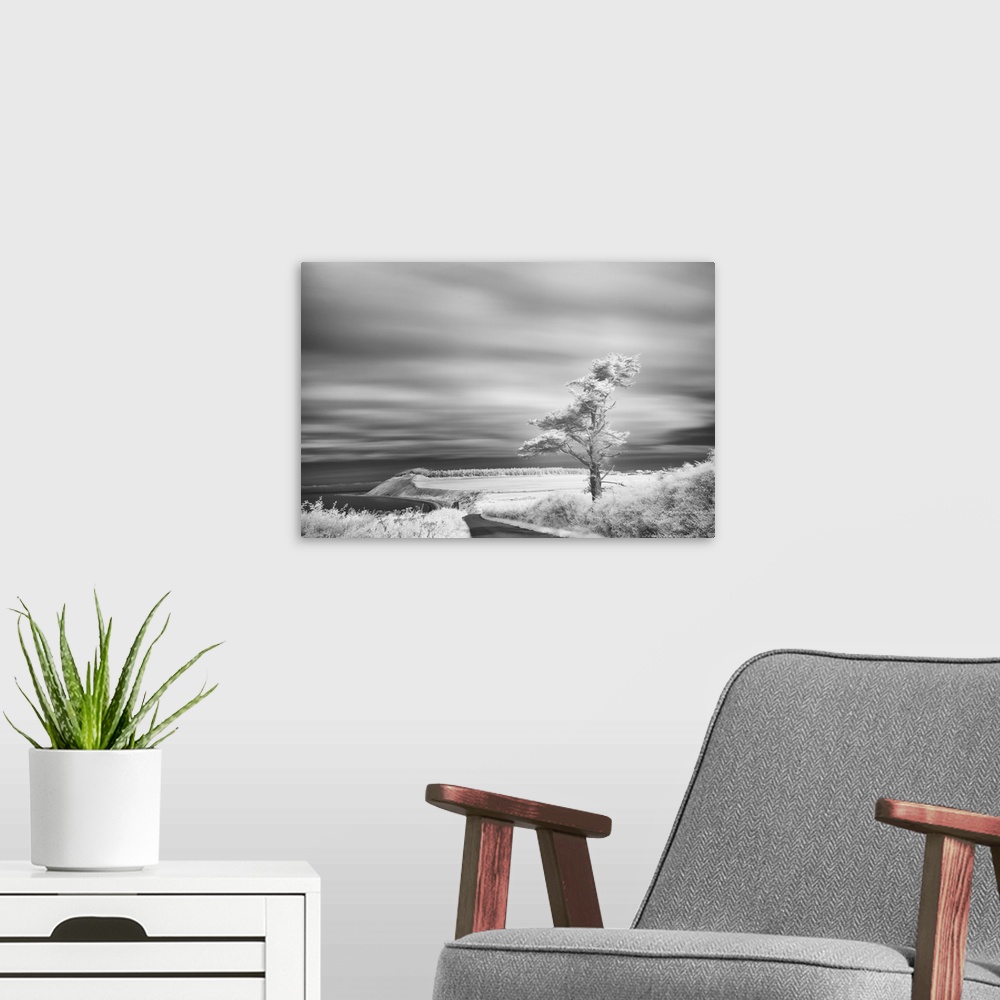 A modern room featuring Infrared image of a tree under an overcast sky on Whidbey Island, Washington.