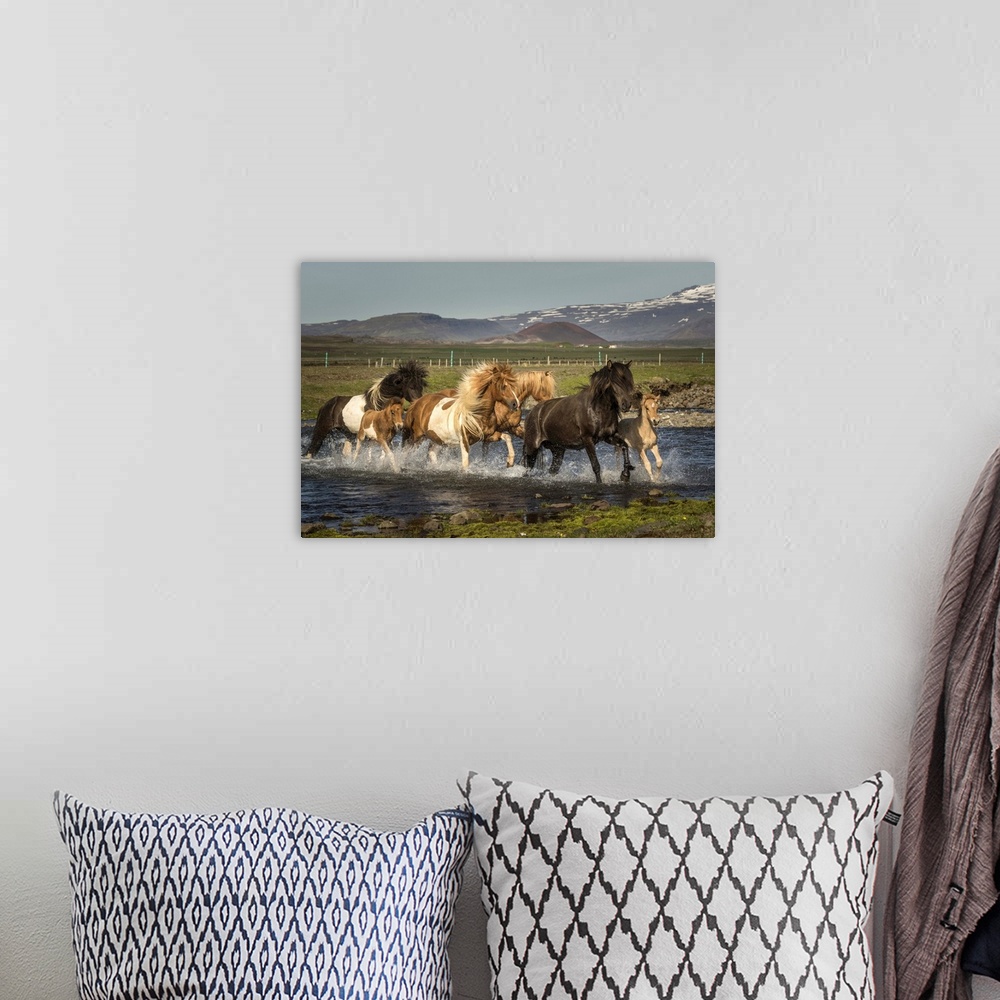 A bohemian room featuring A herd of wild Icelandic ponies galloping through a stream in the countryside.