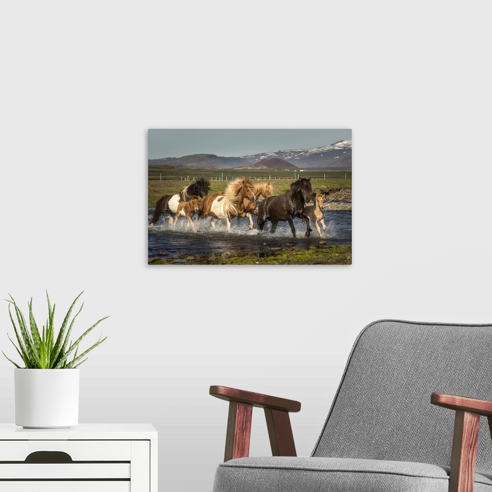 A modern room featuring A herd of wild Icelandic ponies galloping through a stream in the countryside.
