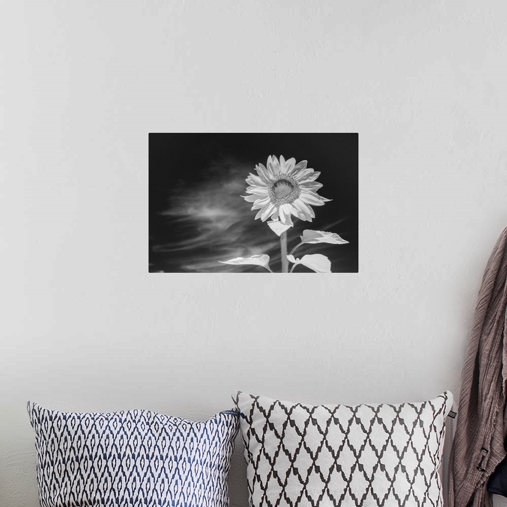 A bohemian room featuring Black and white image of a sunflower against an intensely dark sky, acheived with infra red photo...