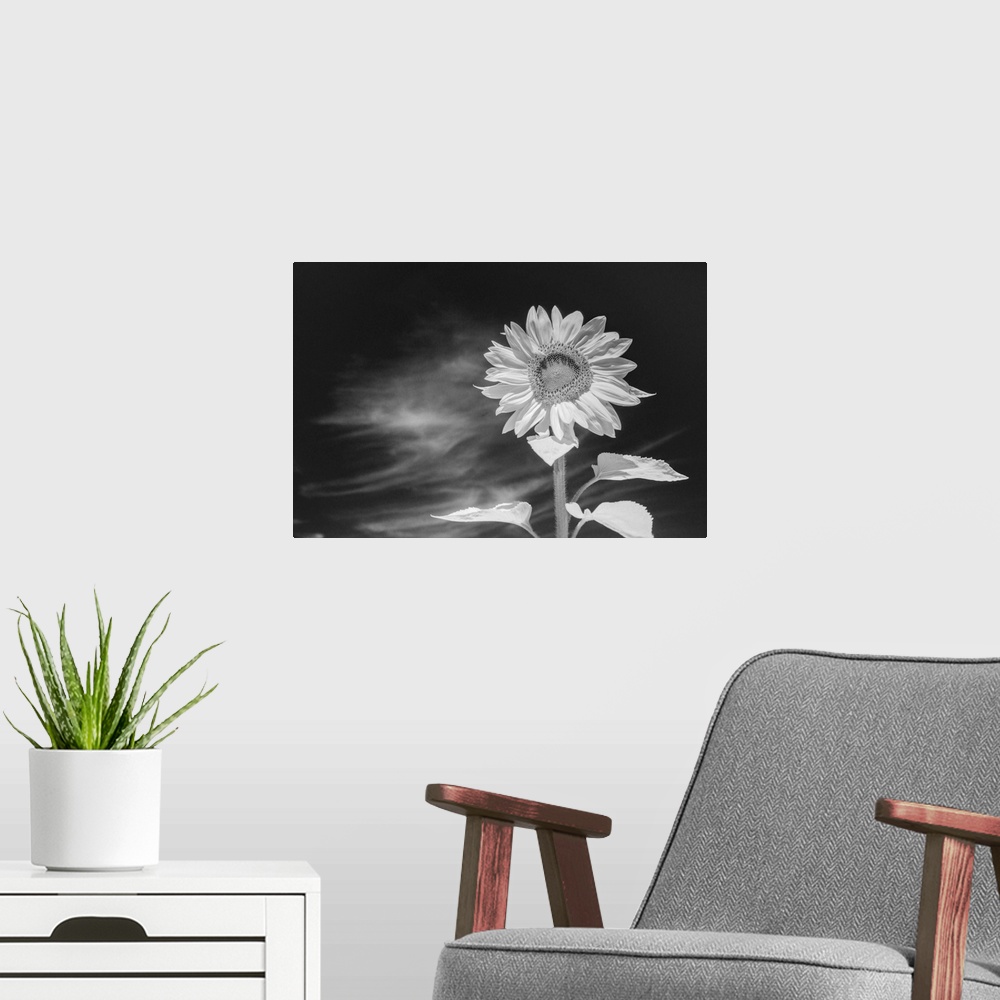 A modern room featuring Black and white image of a sunflower against an intensely dark sky, acheived with infra red photo...