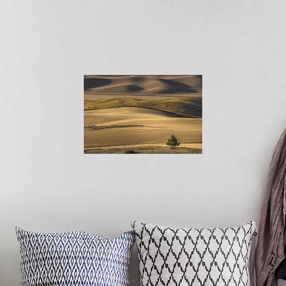 A bohemian room featuring A lone tree stands against the rolling hills of the countryside in Palouse, Washington.