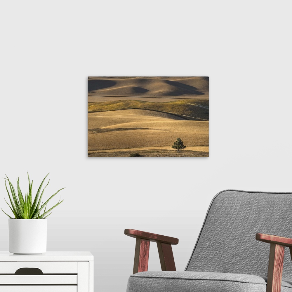A modern room featuring A lone tree stands against the rolling hills of the countryside in Palouse, Washington.