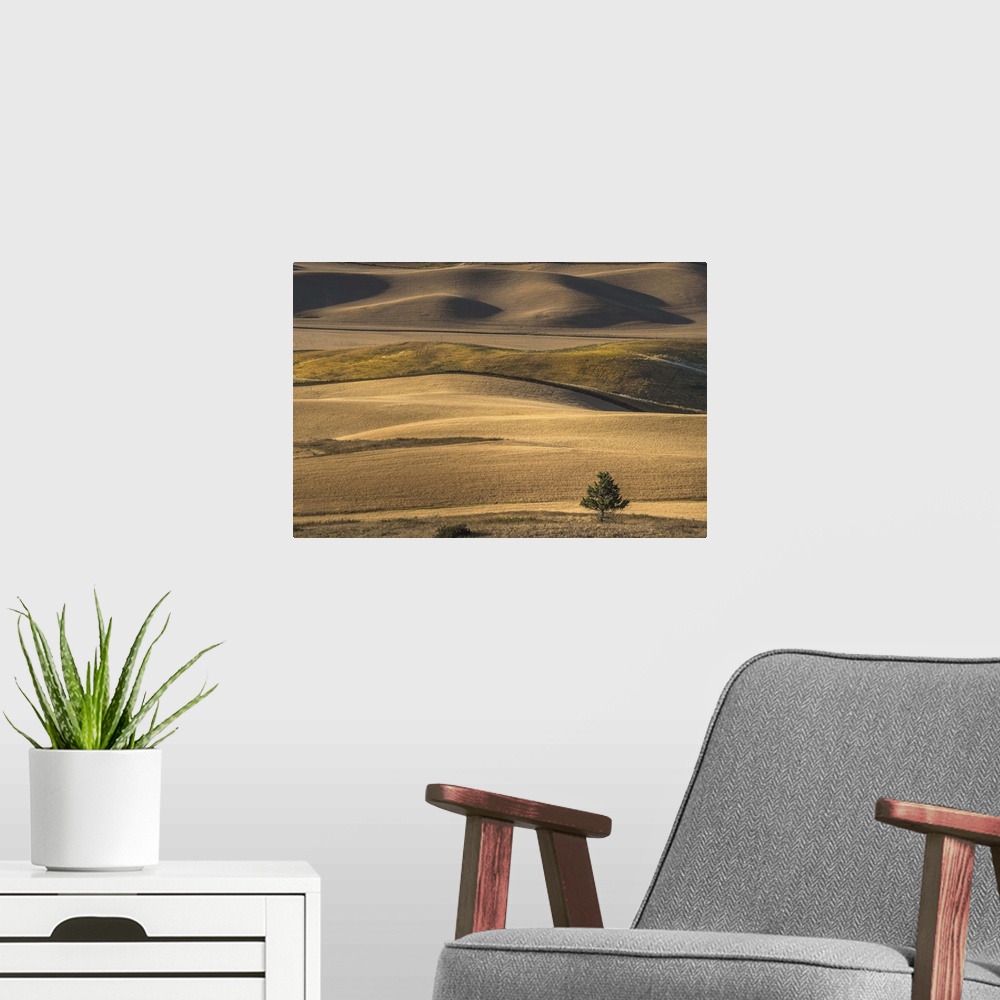 A modern room featuring A lone tree stands against the rolling hills of the countryside in Palouse, Washington.