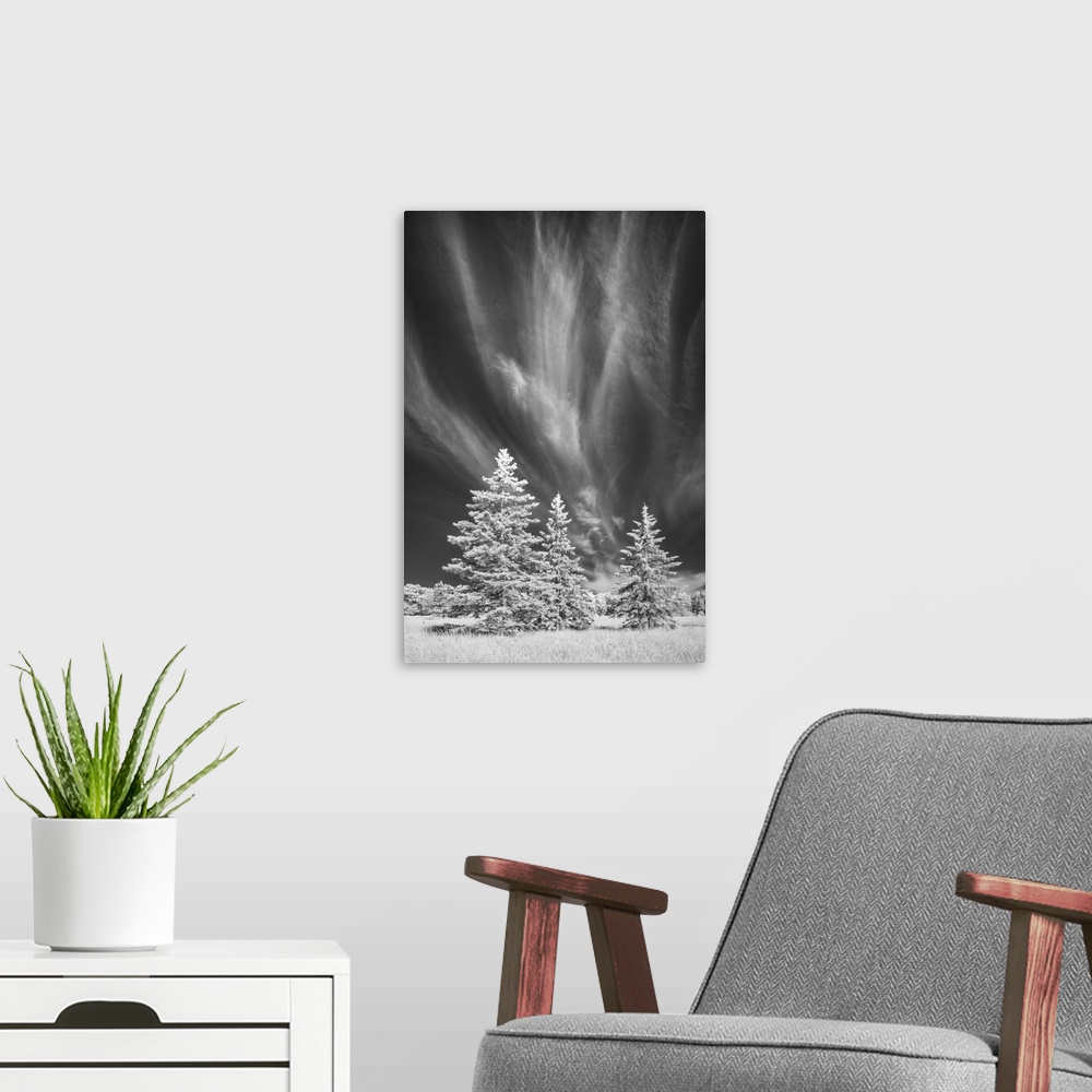 A modern room featuring Infrared photo of pine trees under a dark sky with wispy clouds on Madeline Island, Wisconsin.
