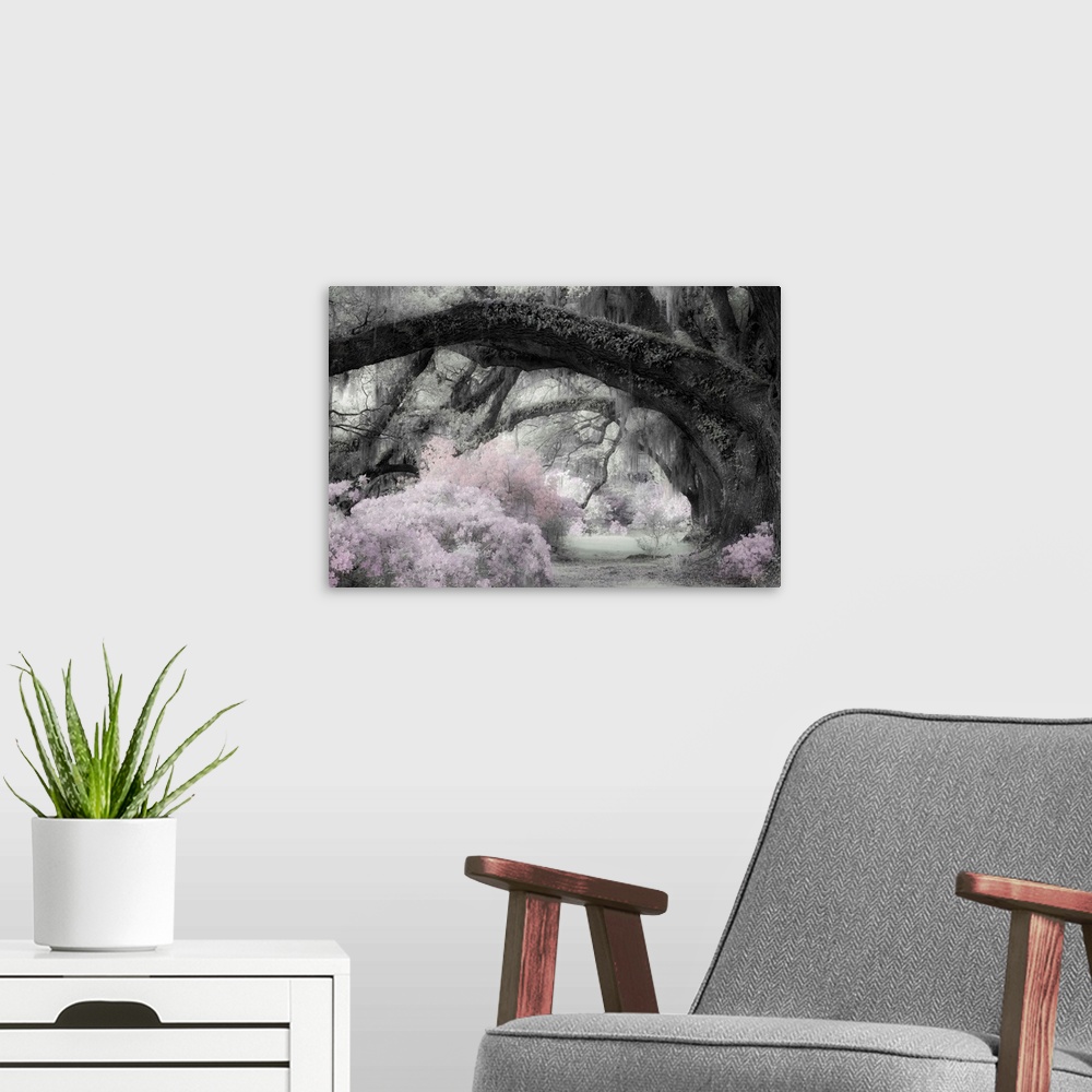 A modern room featuring Infrared image of a row of large oak trees with huge branches reaching over a path.