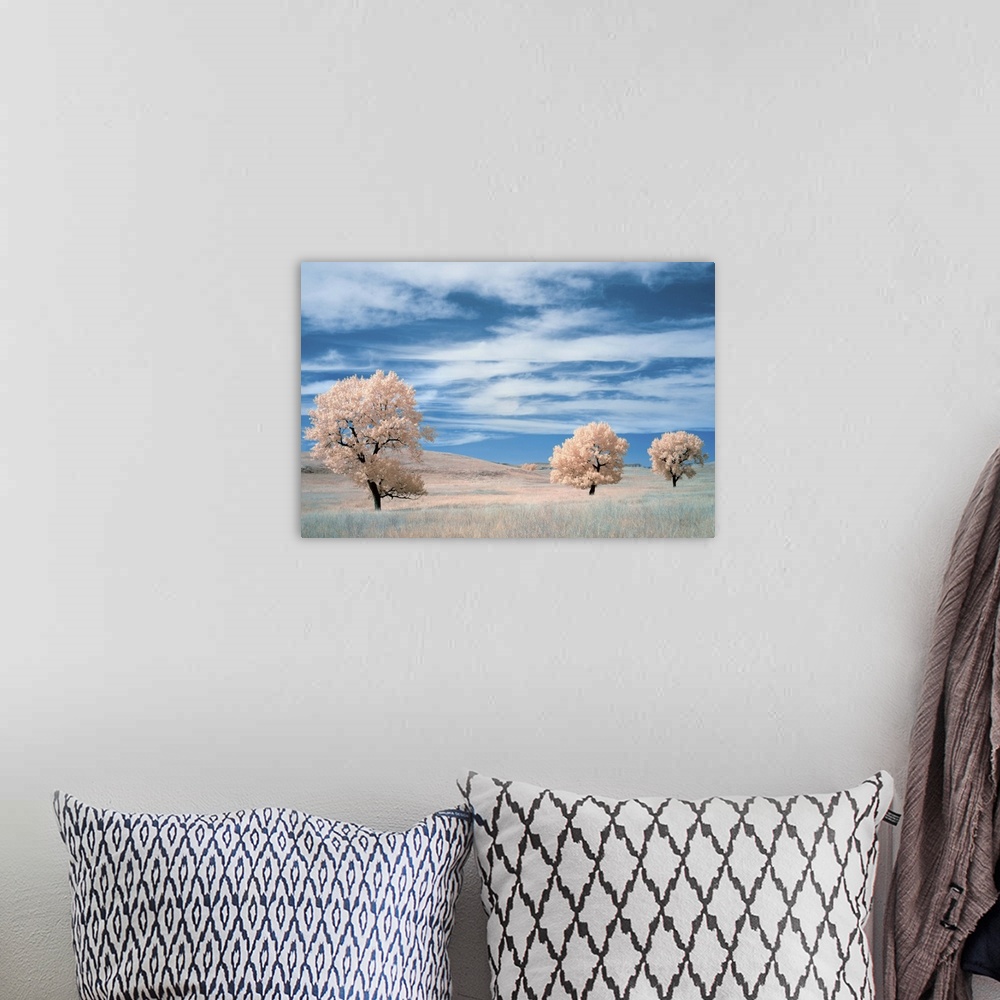 A bohemian room featuring Infrared image of trees in a prairie under a deep blue sky.