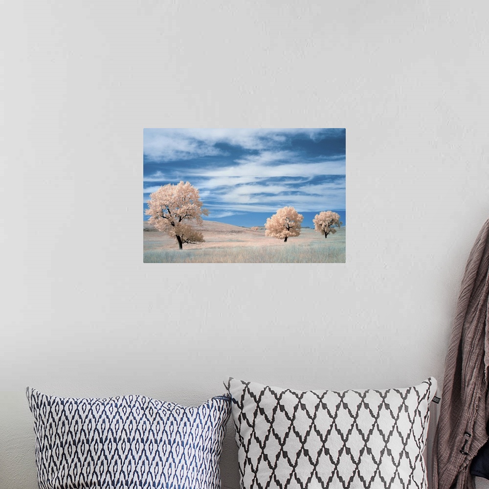 A bohemian room featuring Infrared image of trees in a prairie under a deep blue sky.
