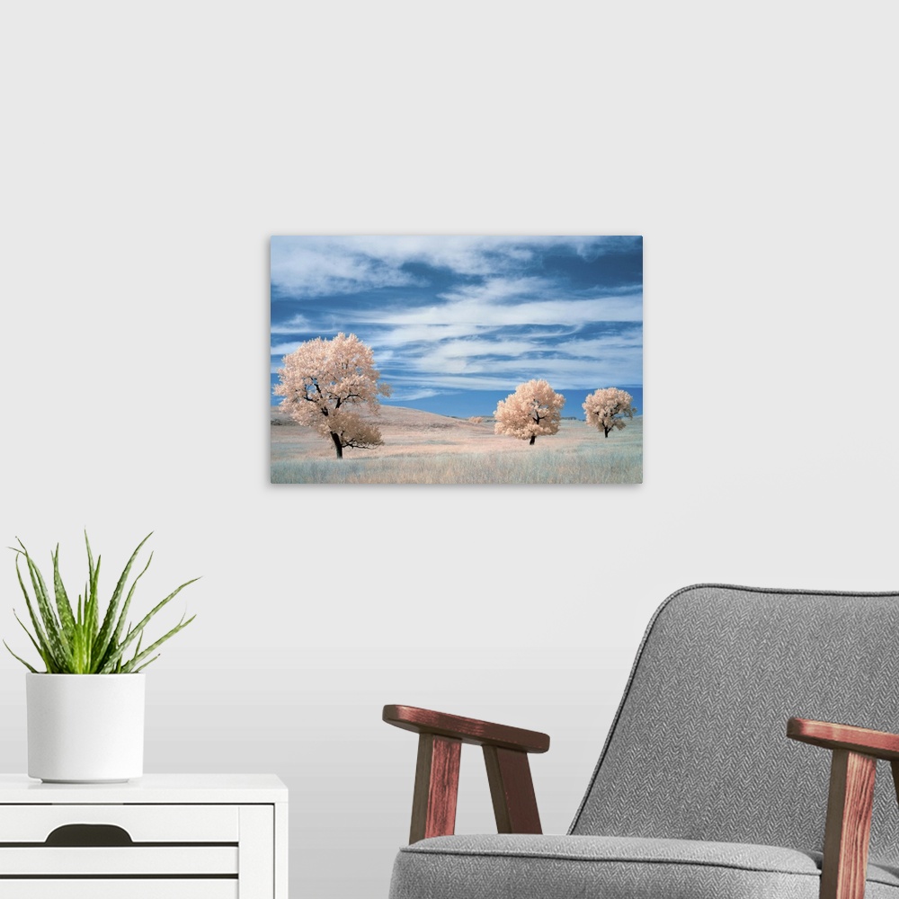 A modern room featuring Infrared image of trees in a prairie under a deep blue sky.