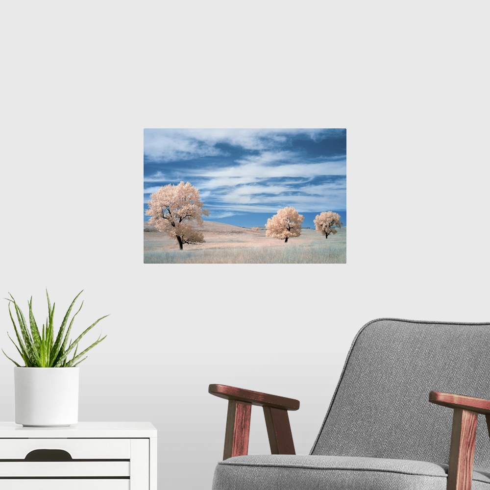 A modern room featuring Infrared image of trees in a prairie under a deep blue sky.