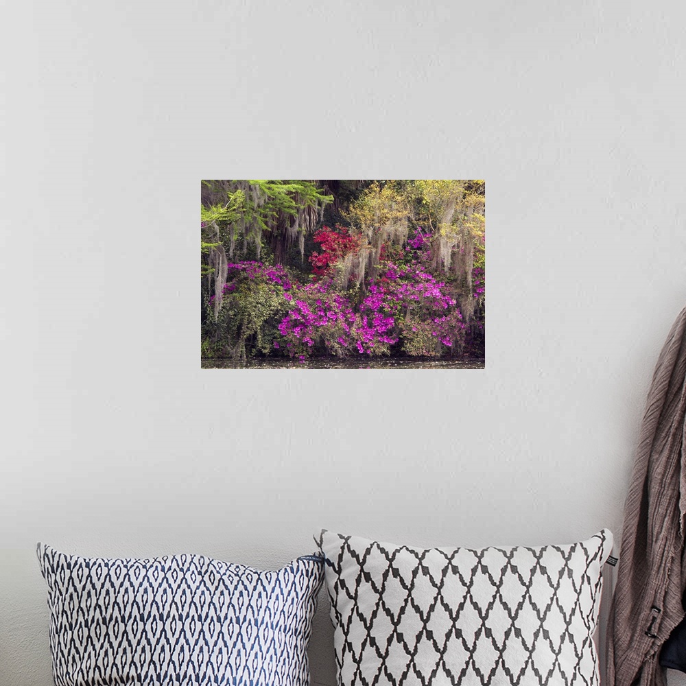 A bohemian room featuring Flowering azaleas with blooms in bright magenta, Charleston, South Carolina.