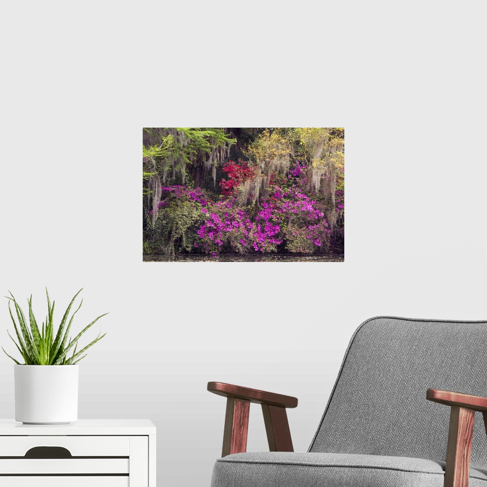 A modern room featuring Flowering azaleas with blooms in bright magenta, Charleston, South Carolina.