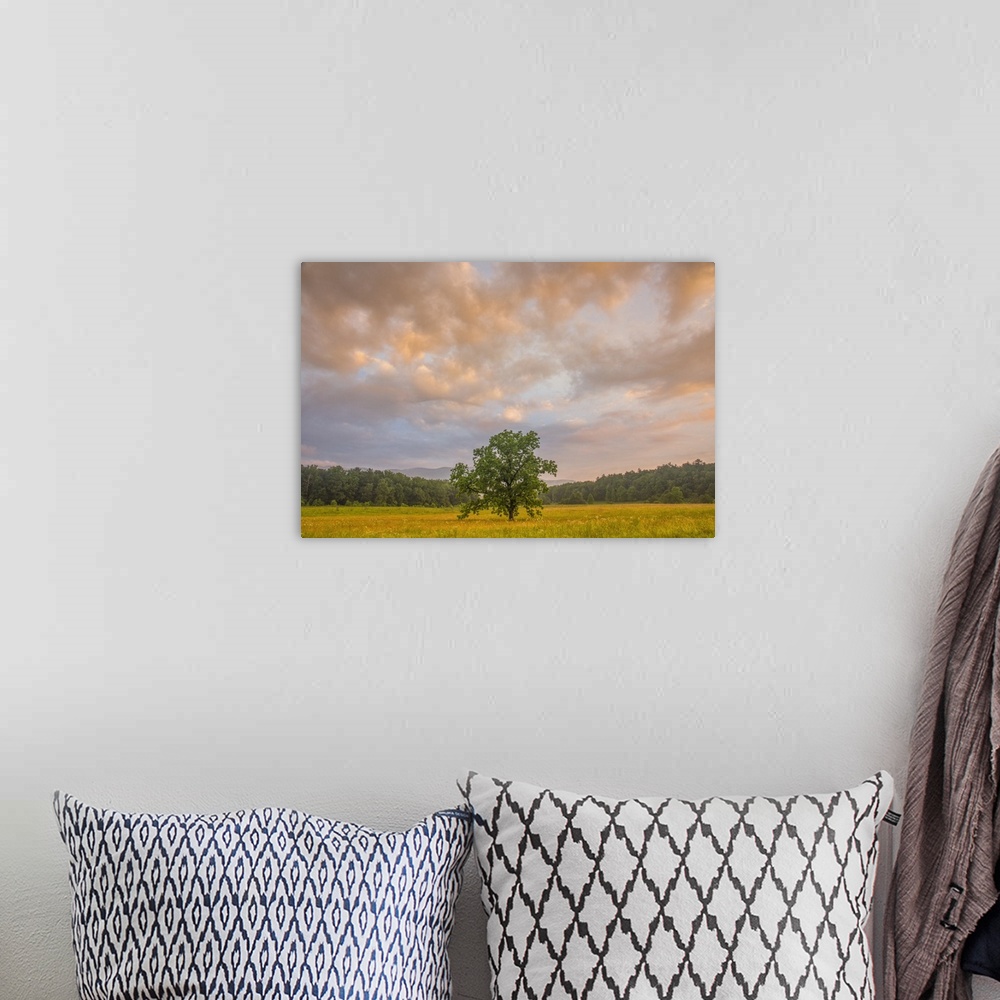 A bohemian room featuring A tree standing in a field under a cloudy sky at sunset in the summer, Great Smoky Mountains, Ten...