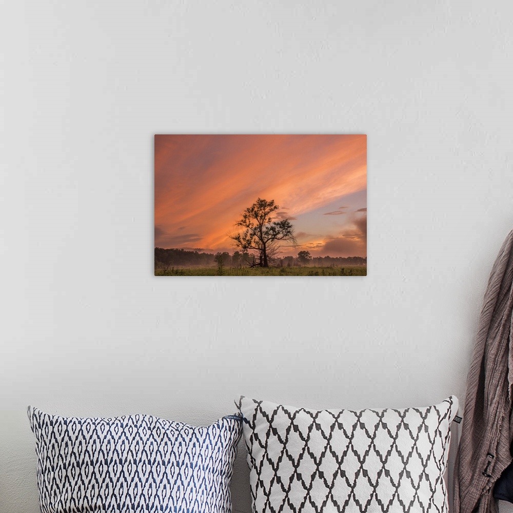A bohemian room featuring A tree standing in a field under a cloudy sky at sunset in the summer, Great Smoky Mountains, Ten...