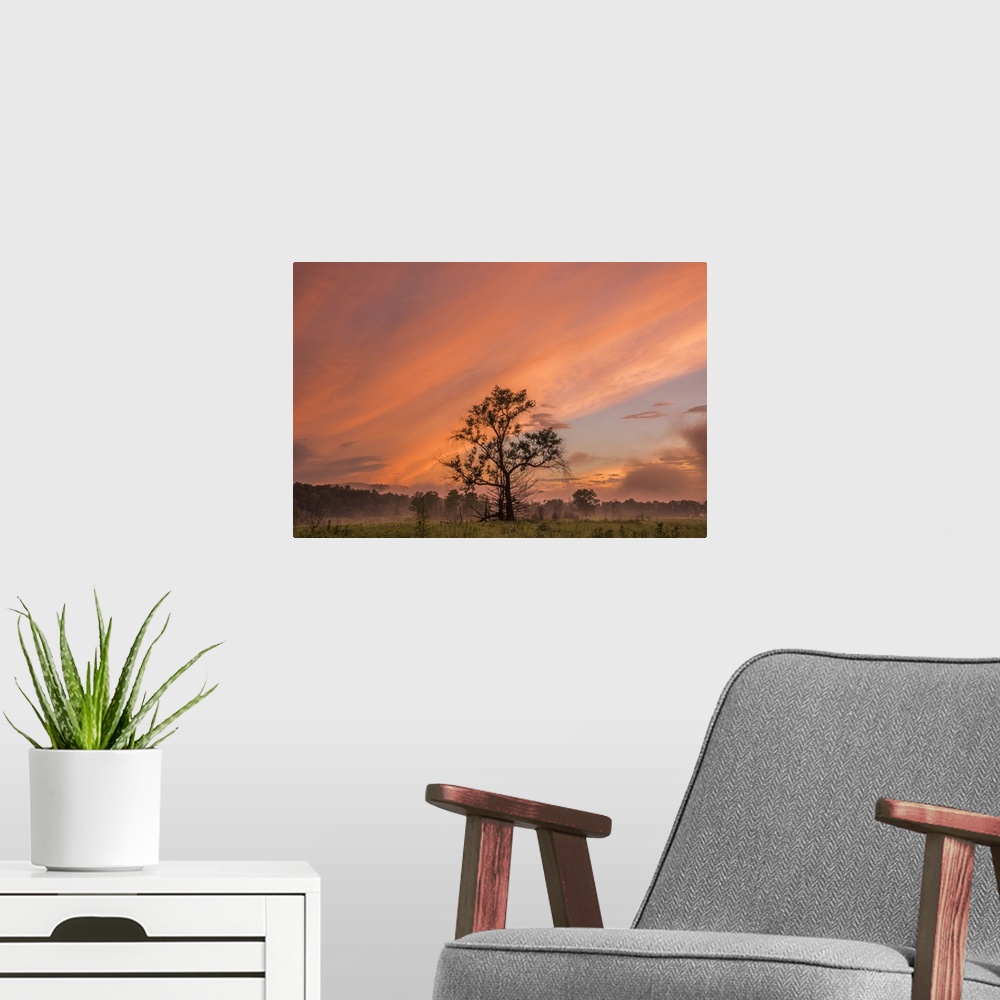 A modern room featuring A tree standing in a field under a cloudy sky at sunset in the summer, Great Smoky Mountains, Ten...