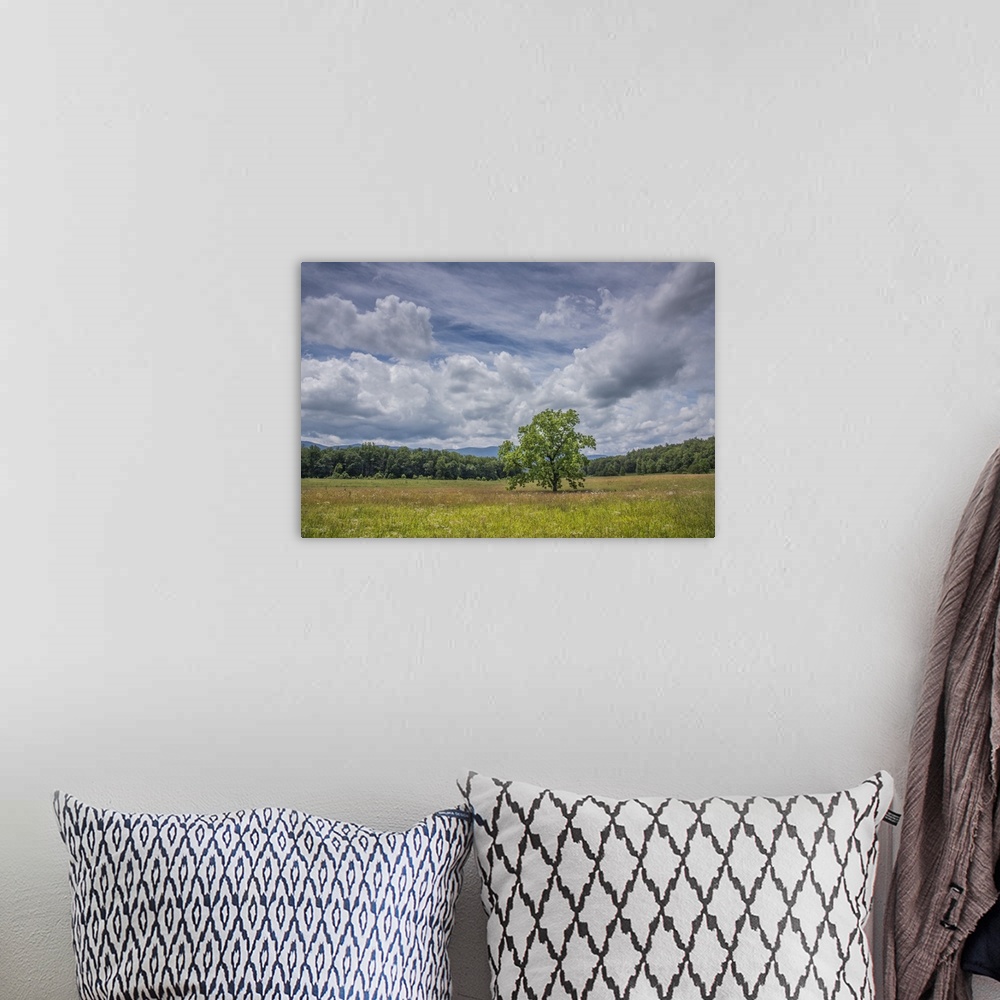 A bohemian room featuring A tree standing in a field under a cloudy sky in the summer, Great Smoky Mountains, Tennessee.