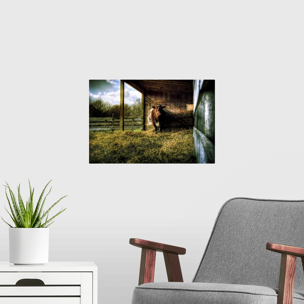 A modern room featuring A cow in a cow shed with hay