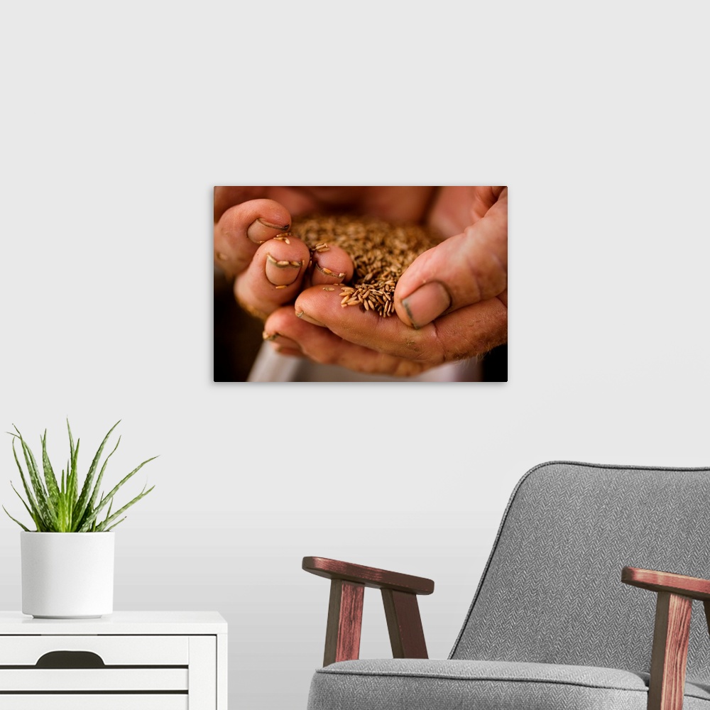 A modern room featuring A farmer holds sea oats seeds in his hard worked, dirty hands